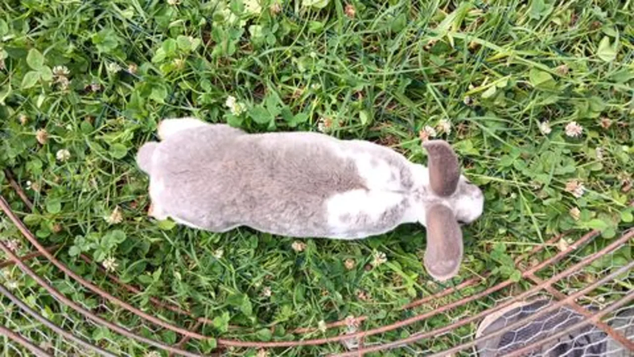 A broken lilac Rex rabbit resting in grass inside a temporary wire pen.