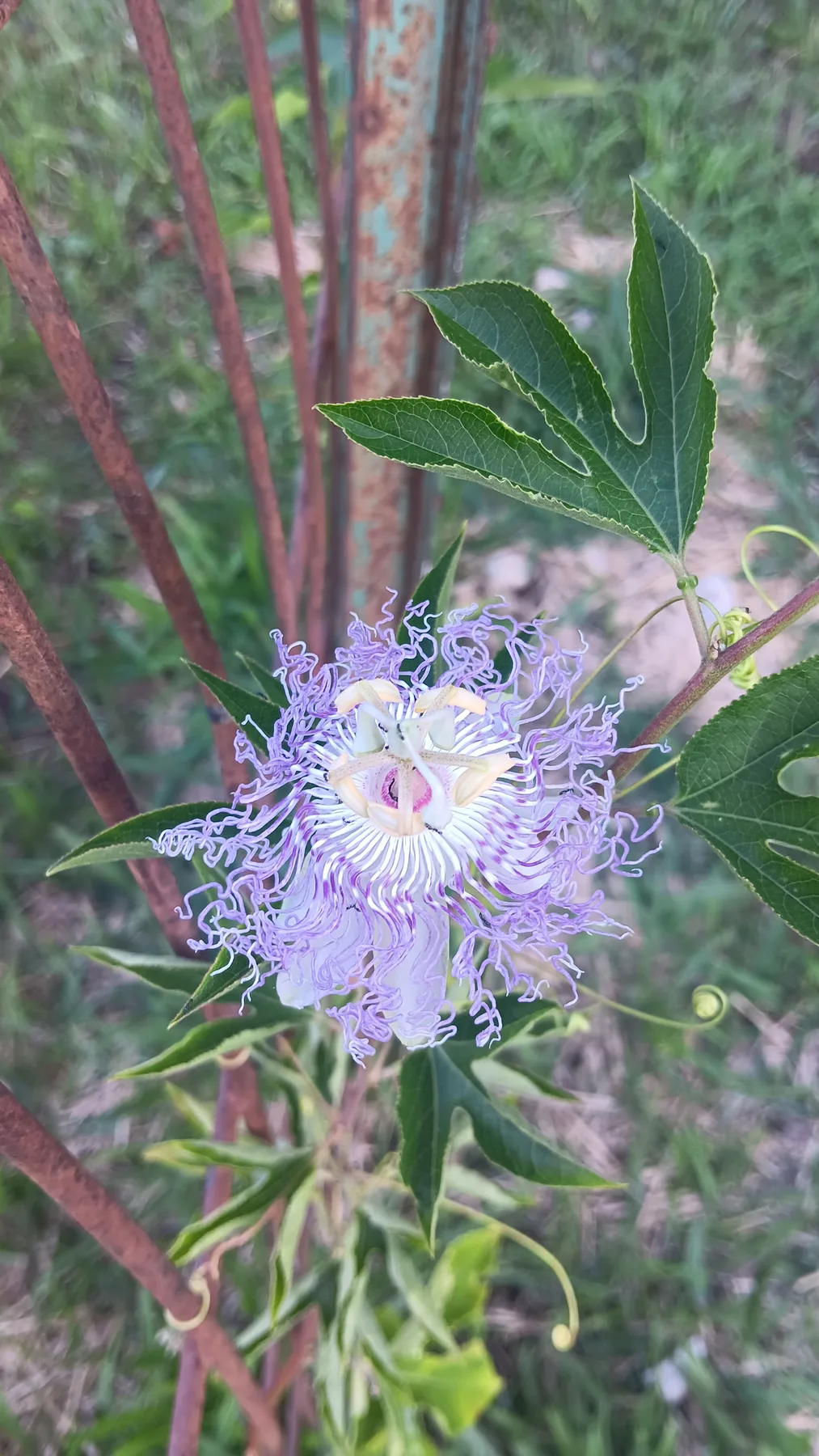 A purple and white passionflower bloom growing on a vine in the garden.